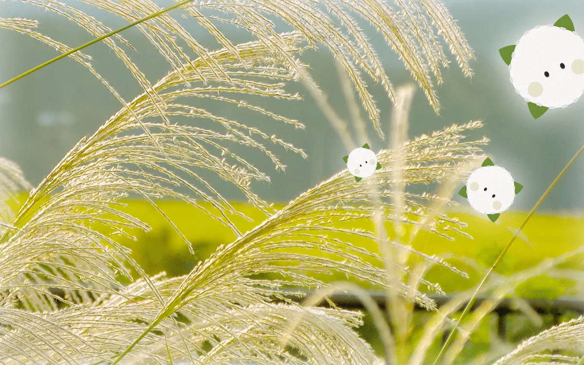 季節に合わせた綿製品の選び方:秋 | 綿が一番活きる!